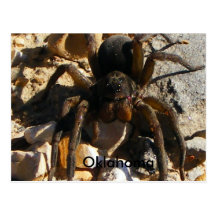 Oklahoma,Spider Post Cards
