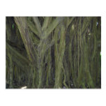 Old Banyan Tree Postcard