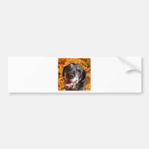 Old Black Labrador Bumper Sticker
