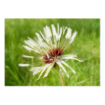 Old Dandelion ~ ATC Business Card Templates