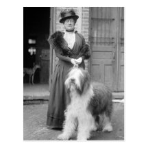 Old English Sheepdog, 1915 Postcards
