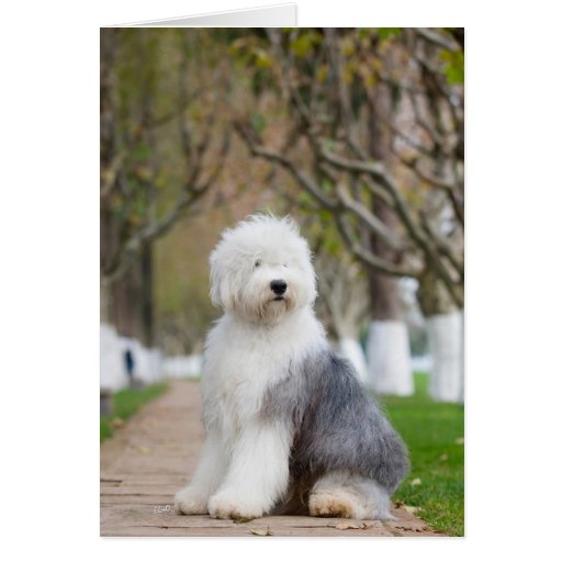 Old English Sheepdog Greeting Cards