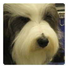 Old English Sheepdog Invitation