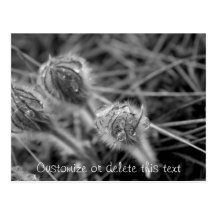 Old Fashioned Flowers; Customizable Post Card