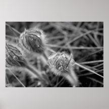 Old Fashioned Flowers Print