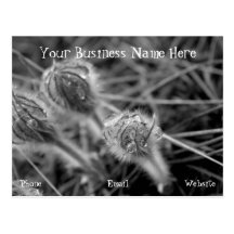 Old Fashioned Flowers; Promotional Postcards