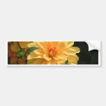 "Old Fashioned Orange Dahlia" Bumper Stickers