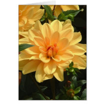 "Old Fashioned Orange Dahlia" cards