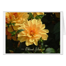 "Old Fashioned Peach Dahlia" Cards