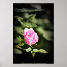 Old fashioned pink rose, near Trojan pond, Oregon Posters