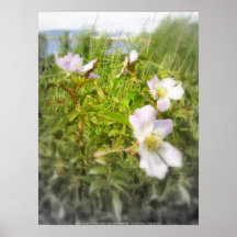 old-fashioned roses by Fox Creek & Columbia River Posters