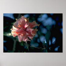 Old Flower Posters