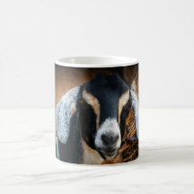 Old Goat Nubian Portrait Photo Mugs