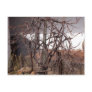 Old Grape Vines Postcards