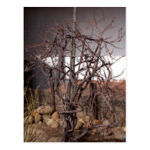 Old Grape Vines Postcards