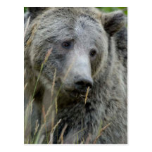 Old Grizzly Bear Post Cards