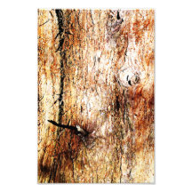 Old Oak Tree Bark Photograph
