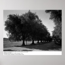 Old Olive Trees, University of California, Davis Posters