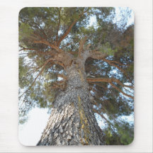 Old Pine Mouse Pads