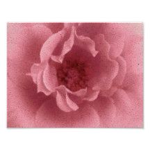 Old Pink Rose Art Photo