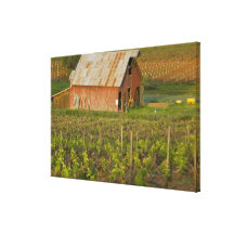 Old red barn at the edge of Zinfandel vineyard Stretched Canvas Print