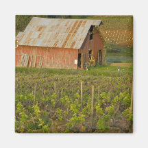 Old red barn at the edge of Zinfandel vineyard Magnets