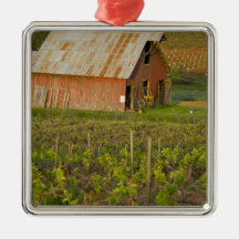 Old red barn at the edge of Zinfandel vineyard Ornament