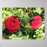 Old Red Rose Print