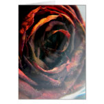 Old Rose I Greeting Card