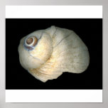 Old Shell Poster