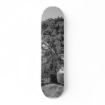 Old Tree Next To The Road. Skate Decks