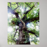 Old Tree of Asgard Posters