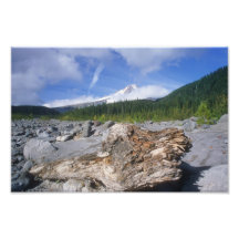 Old tree stump photo art