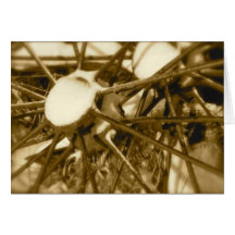 Old Wagon Spokes: Blank Greeting Cards