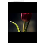 Old World Light, Tulip Stem, artography, Greeting Cards