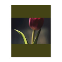 Old World Light, Tulip Stem, artography, Post Cards