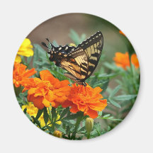 Old World Swallowtail Butterfly Papilio Machaon Fridge Magnets
