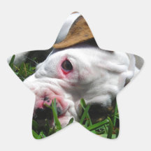 Olde English Bulldog Puppy Stickers