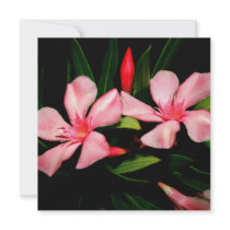 Oleander