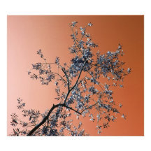 olive tree photo print