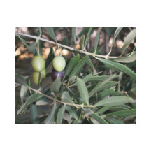 Olive tree with olives canvas canvas prints