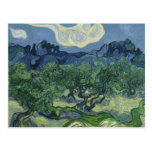 Olive Trees Postcard