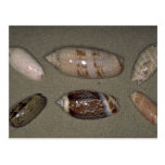 Olives Shell Post Cards