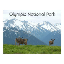 Olympic National Park Postcard