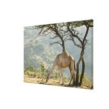 Oman, Dhofar Region, Salalah. Camel in the Canvas Prints