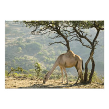 Oman, Dhofar Region, Salalah. Camel in the Photo Art