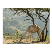 Oman, Dhofar Region, Salalah. Camel in the Postcard