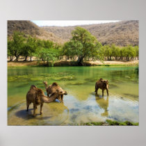 Oman, Wadi darbat, dromedaries pasturing in the