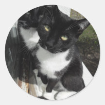 Ominous Cats Stickers