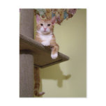 on cat tree